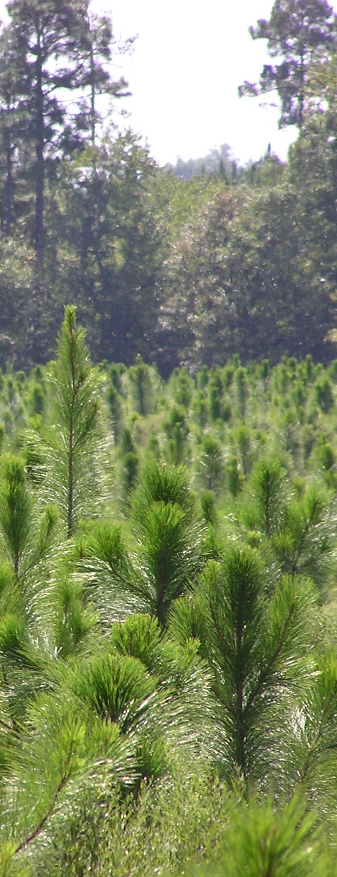 Planted Pine